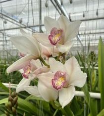 Praca przy orchidei ciętej (Cymbidium)