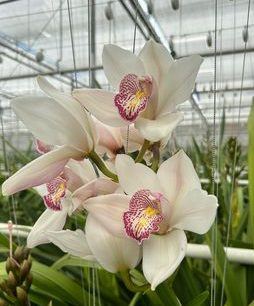 Work with Orchids (Cymbidium)