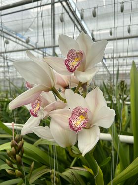 Werk met orchideeën (Cymbidium)