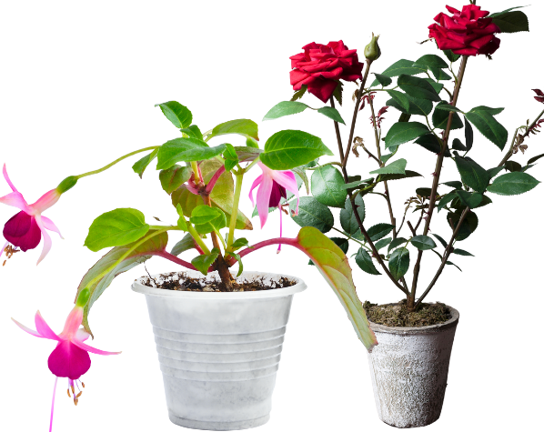 Worker in a greenhouse with potted flowers